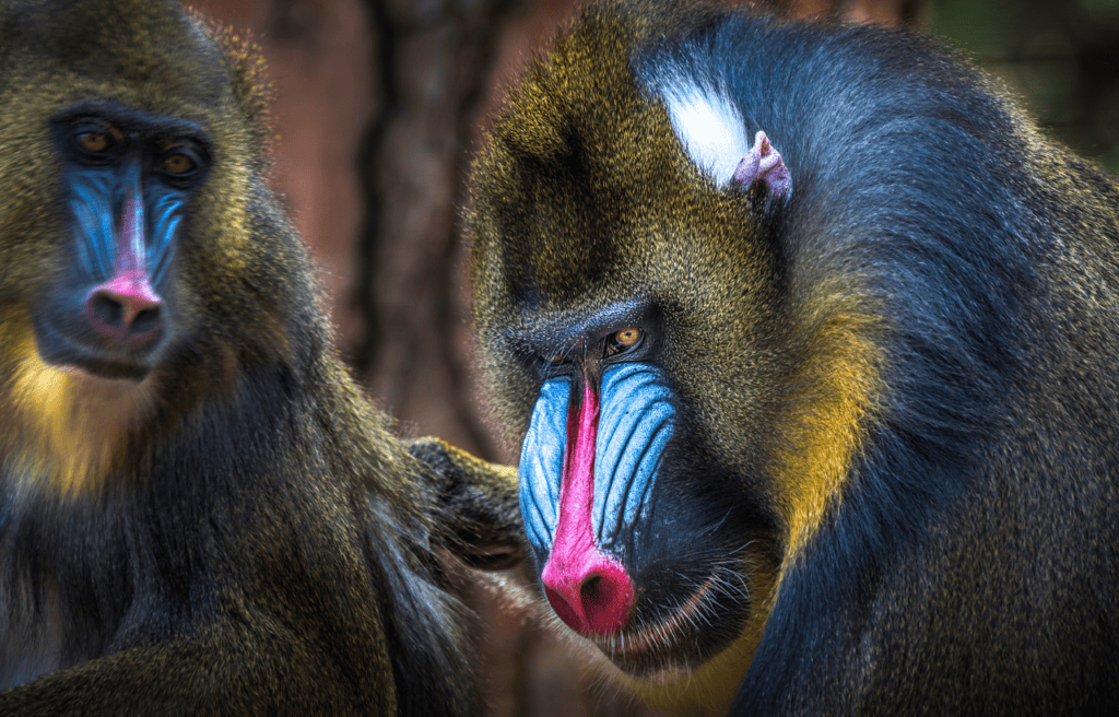close up of the rainbow face of a mandrill