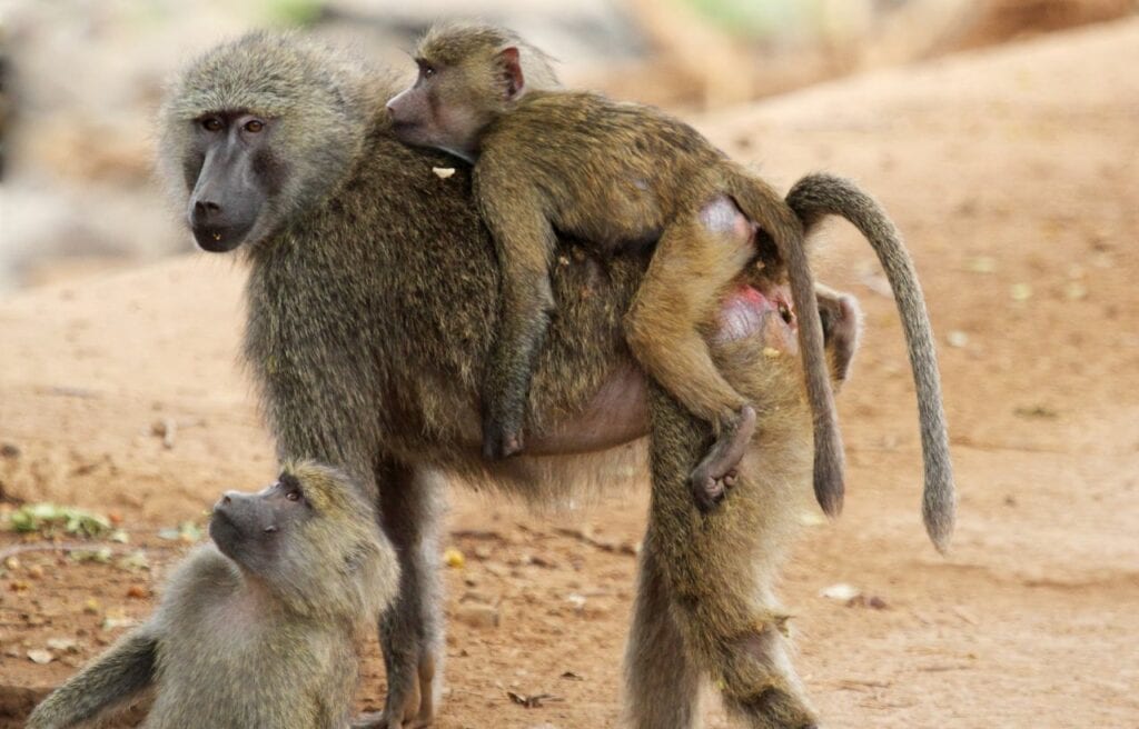 An olive baboon carrying a baby on its back