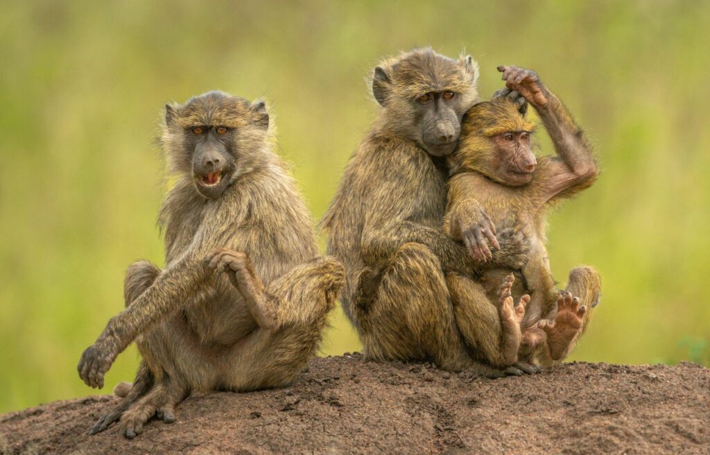 family of olive baboon on a rock