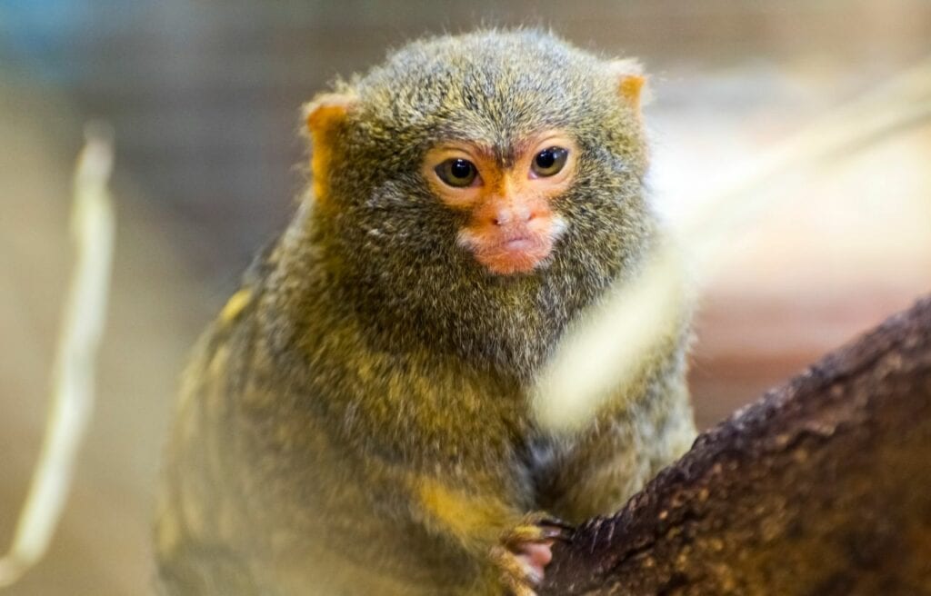 Close up of a cute pygmy marmoset