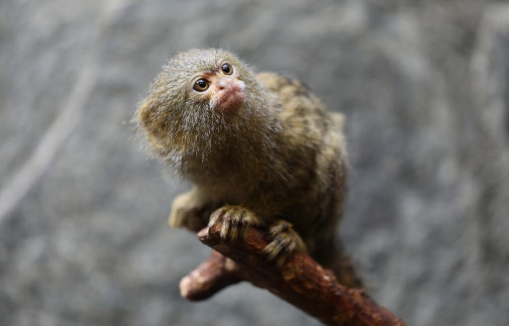 a cute pygmy marmoset on the tip of a tree branch