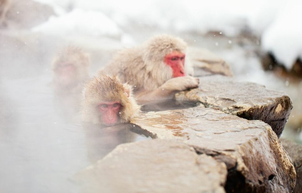 Snow monkeys in a hot spring in Japan
