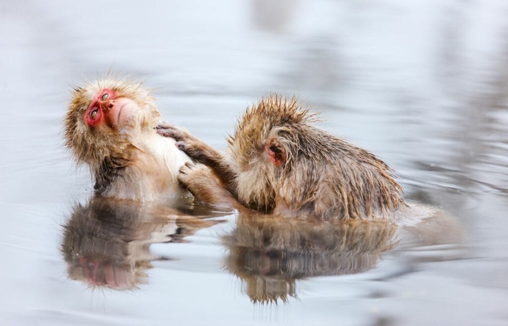 Snow monkeys scratching each other in a hot spring