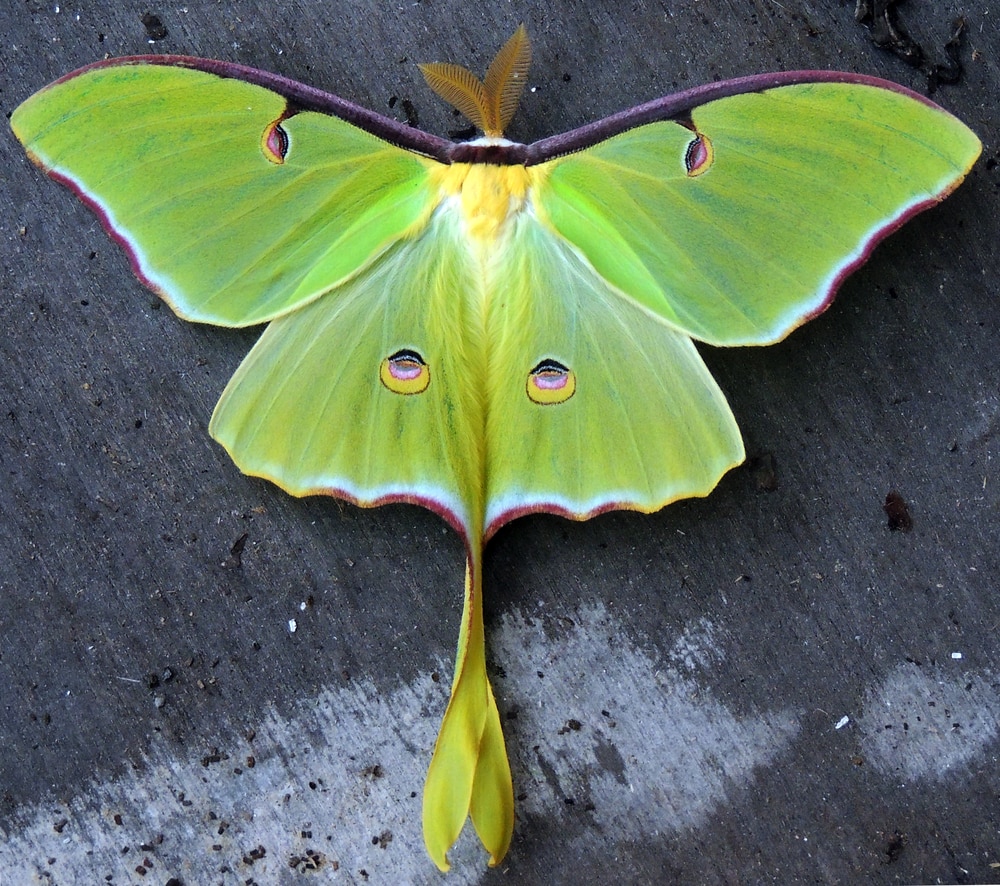 Luna moth laying on a wooden table