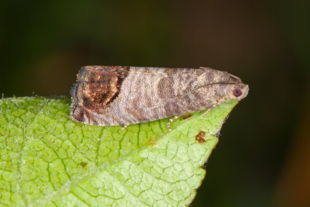 Codling Moth (Cydia pomonella) on the tip of a leaf