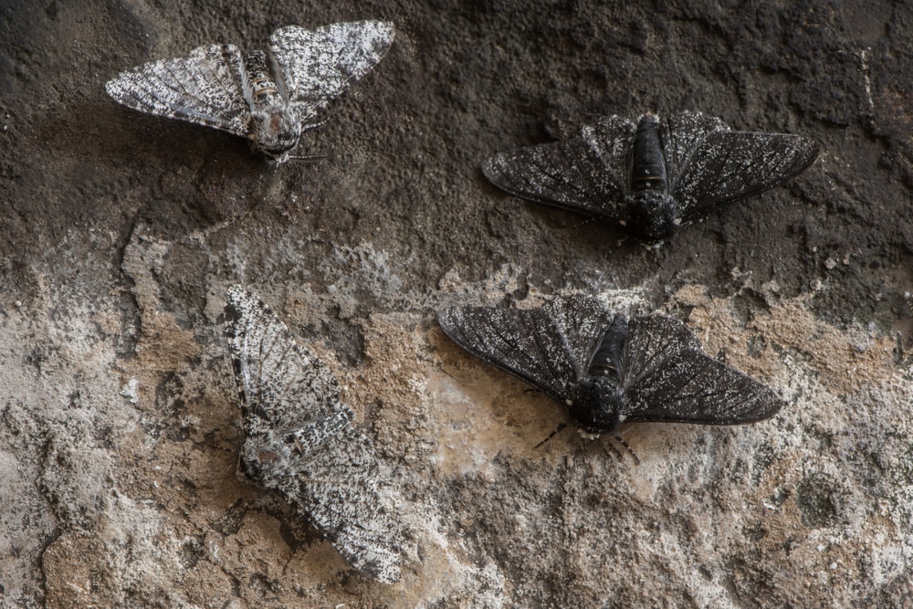 Peppered Moth (Biston betularia) camouflaged on the dirt
