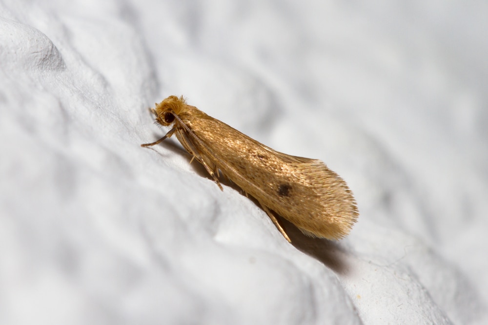 Case-Bearing Carpet Moth (Tinea pellionella) on white sand