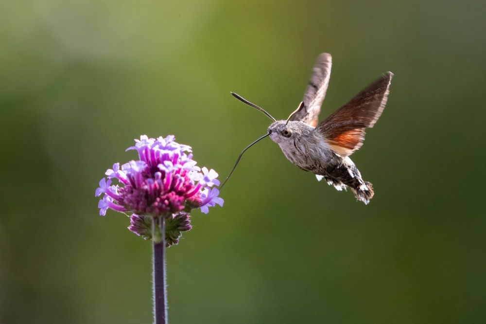 Hummingbird Hawk Moth (Macroglossum stellatarum) approaching a flower