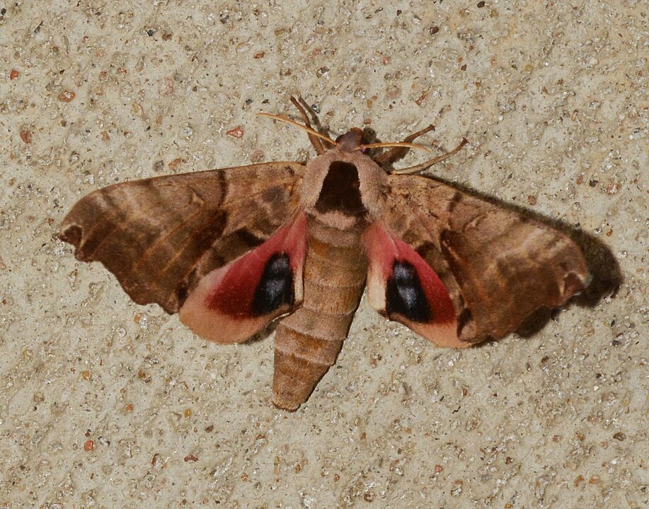 Twin-spotted Sphinx Moth (Smerinthus jamaicensis) on the wall