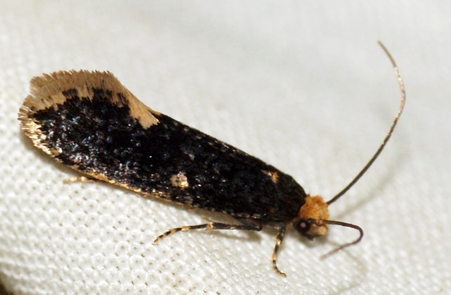 Monopis Species laying on the tissue