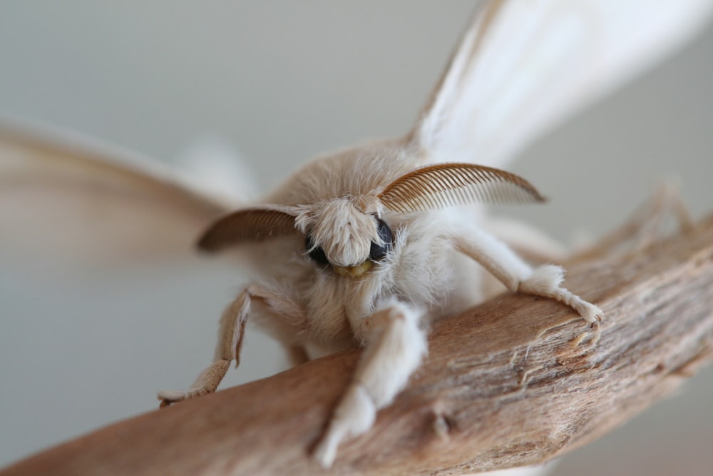 Domestic Silk Moth (Bombyx mori) at the end of a wood