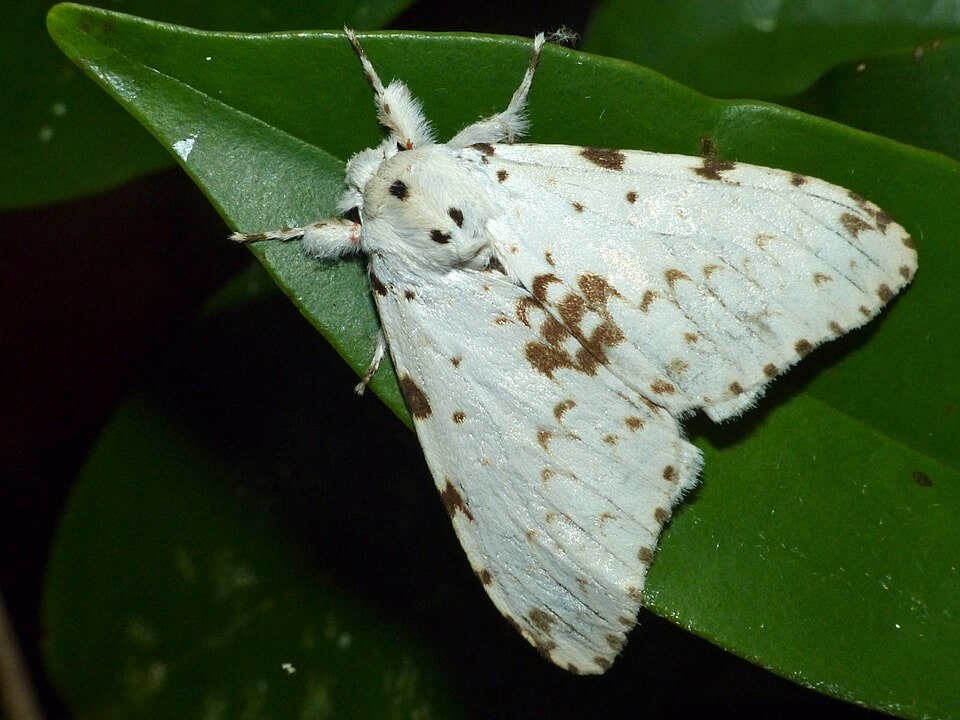 Lymantrine Moth (Hesperia Busiris) laying on a wet leaf