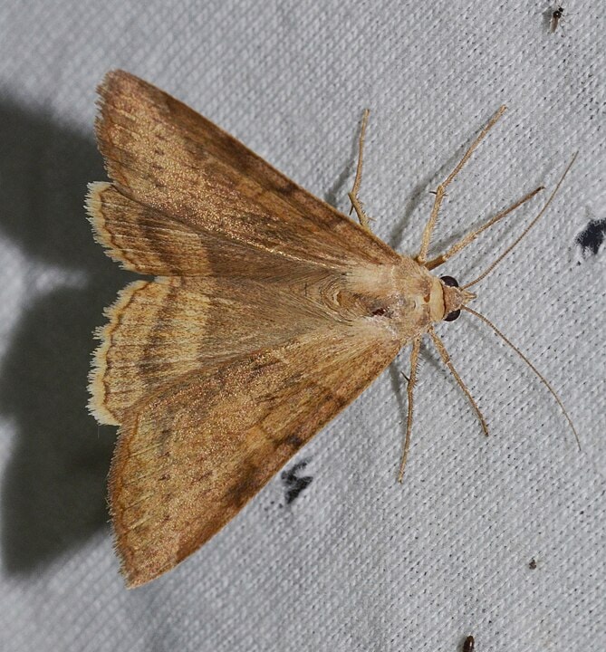 Corn Earworm Moth (Helicoverpa zea) laying on top of a cloth
