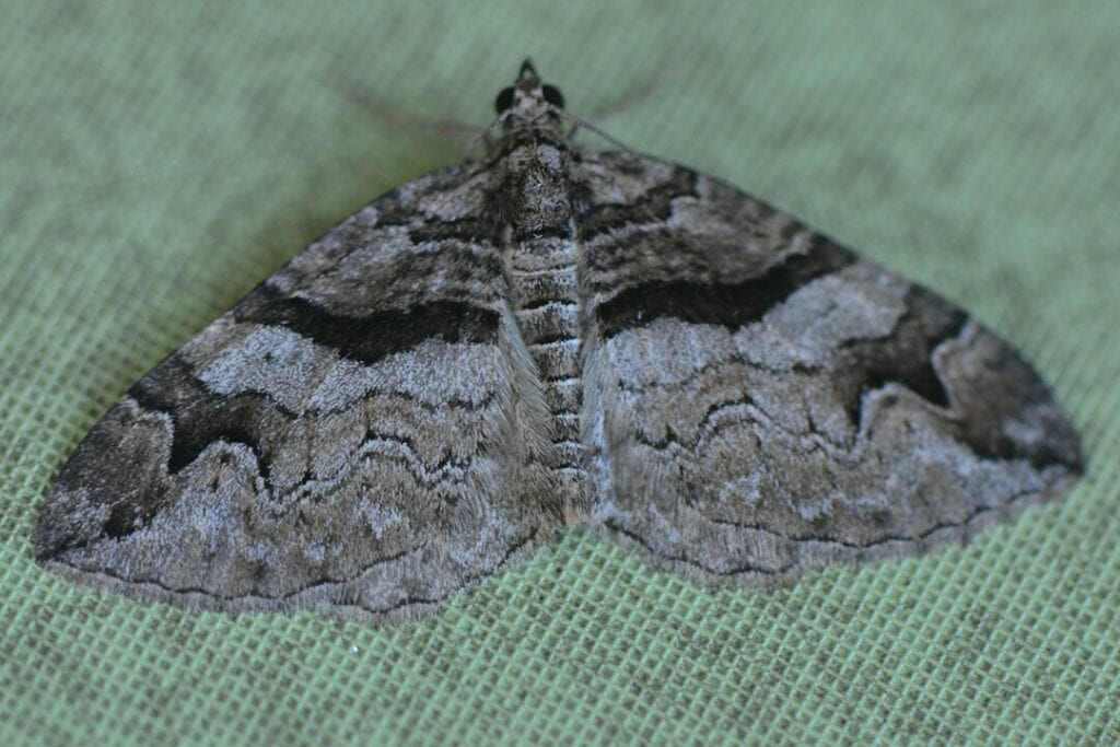 Barberry Carpet Moth (Pareulype berberata) laying on a green cloth