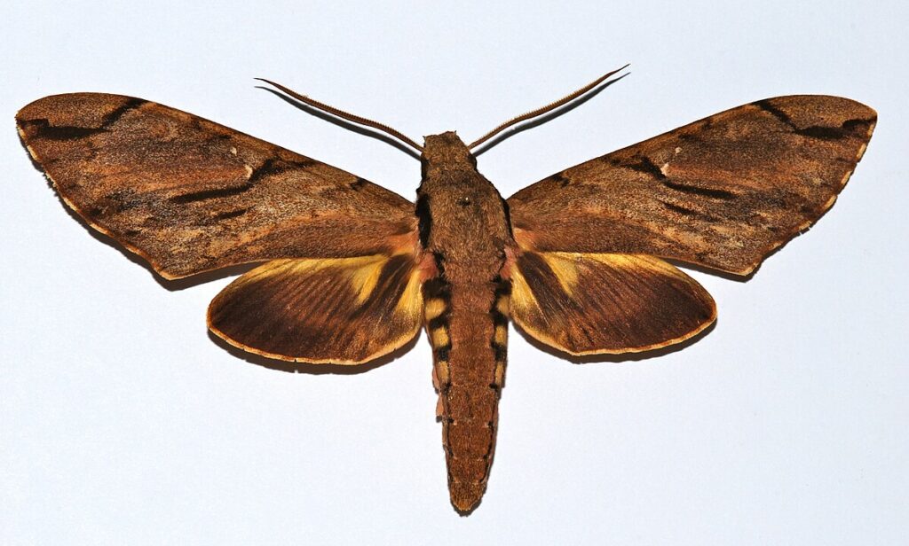 Morgan’s Sphinx Moth (Xanthopan morgani) on white background