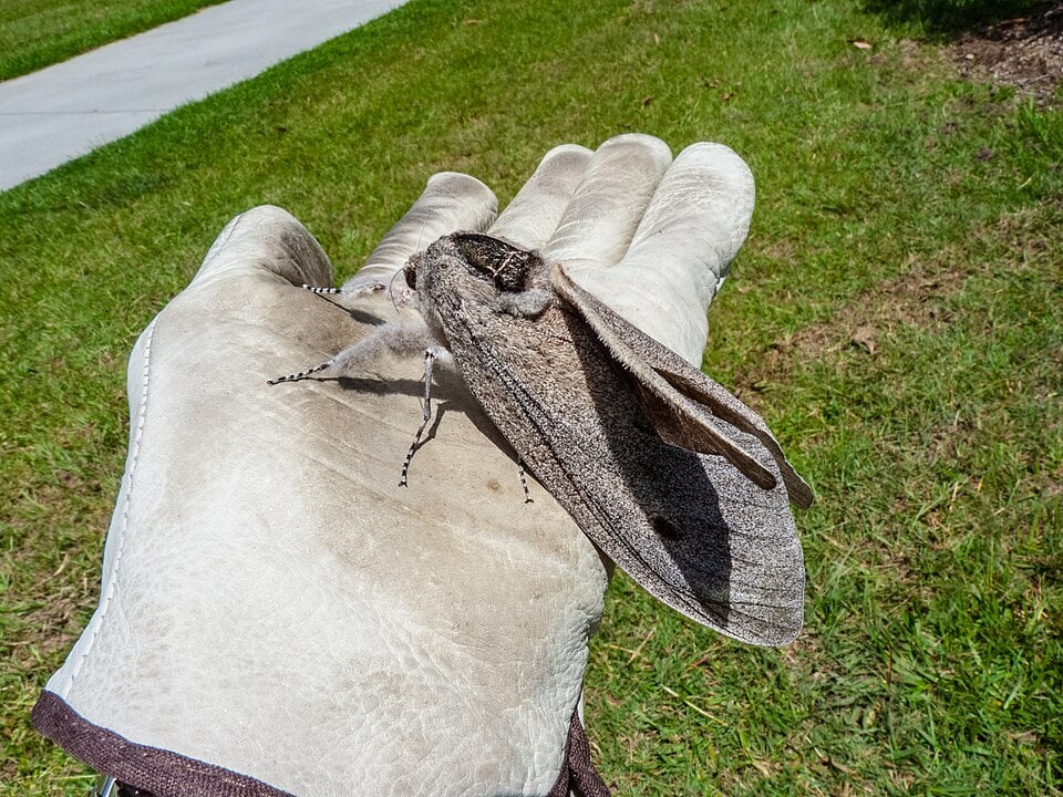 Giant Wood Moth (Endoxyla cinereus) on the hands of a gardener