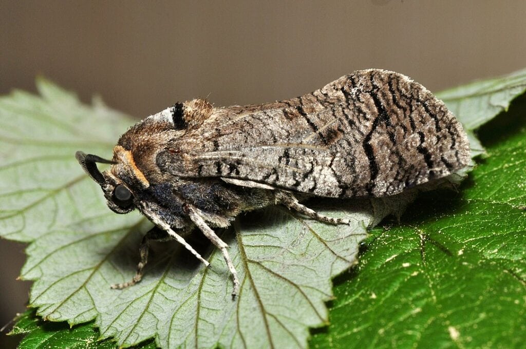 Goat Moth (Cassus cassus) resting on top of stacked leaves