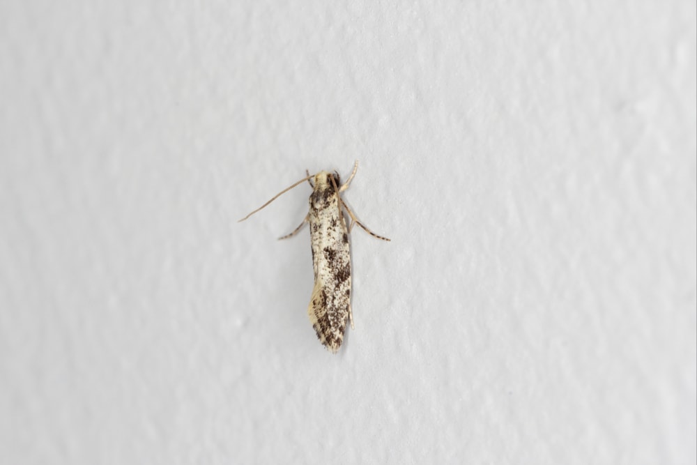 European Grain Moth (Nemapogon granella) staying on a white wall