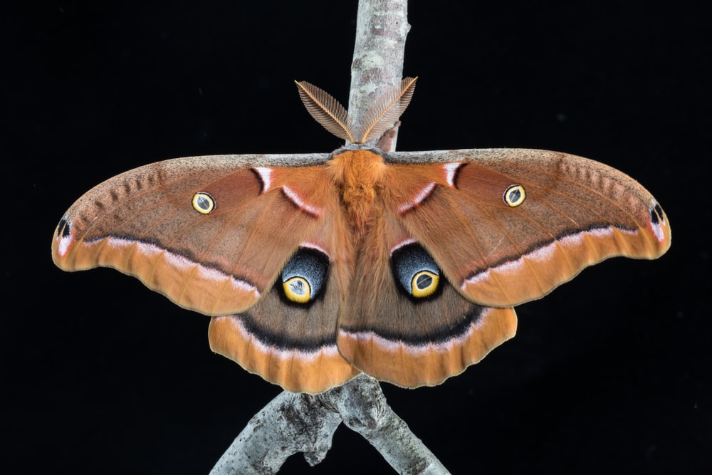 Polyphemus Moth (Antheraea polyphemus) on black background