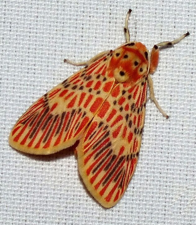 Lichen Moth (Barsine orientalis) sleeping on a cloth
