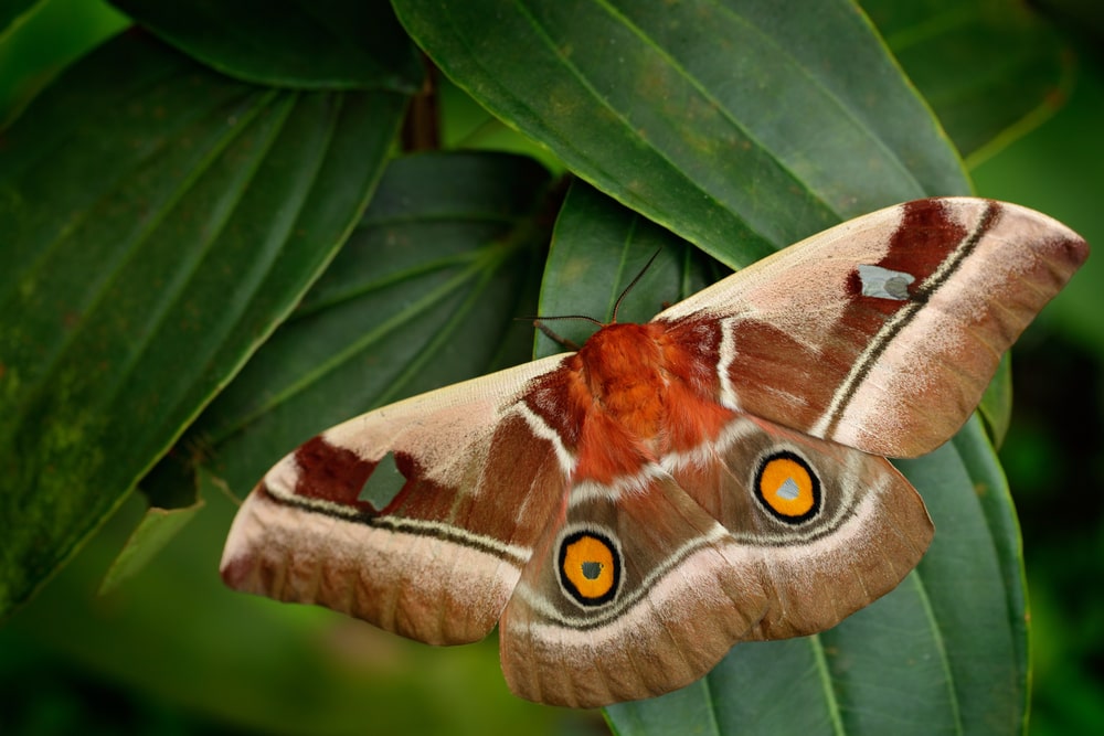 Mopane Emperor Moth (Gonimbrasia belina) in the middle of the plants