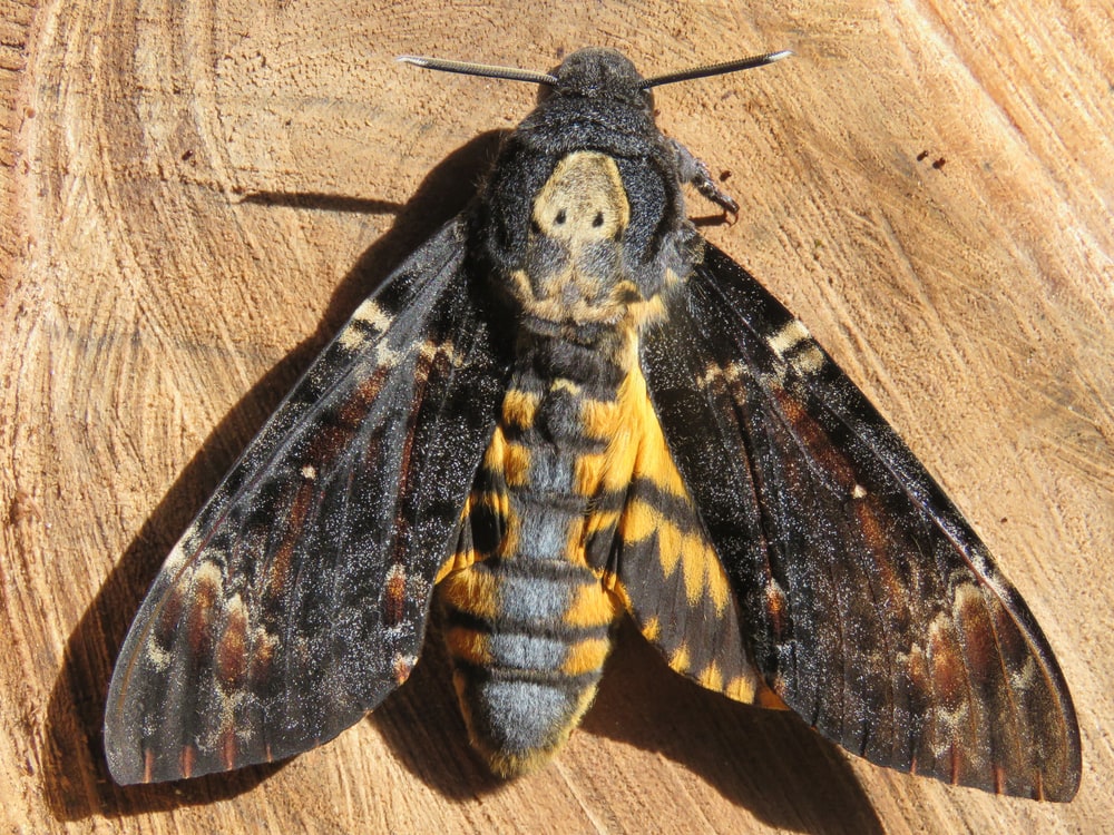 Death's Head Hawkmoth (Acherontia atropos) laying on a wooden table