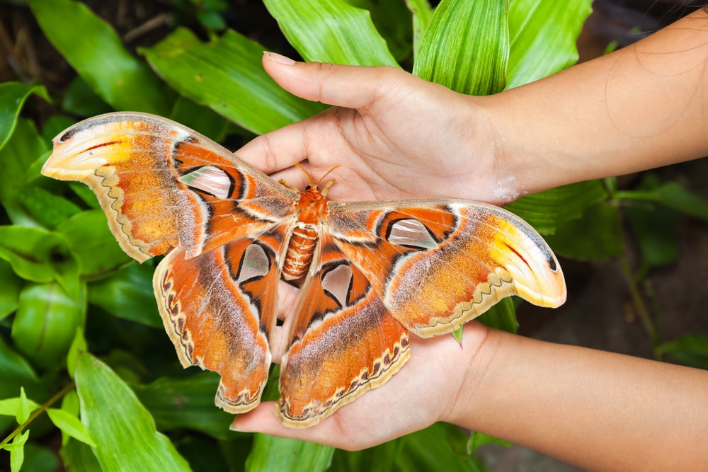 Atlas Moth (Attacus atlas) on the hands of a human