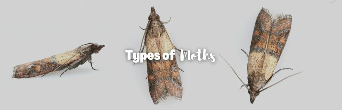 types of moths featured image