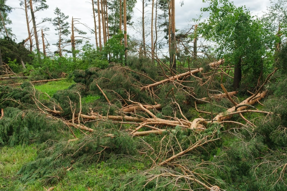 Plants fell down in the forest because of tornado