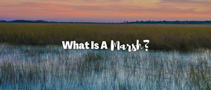 What is a marsh featured image
