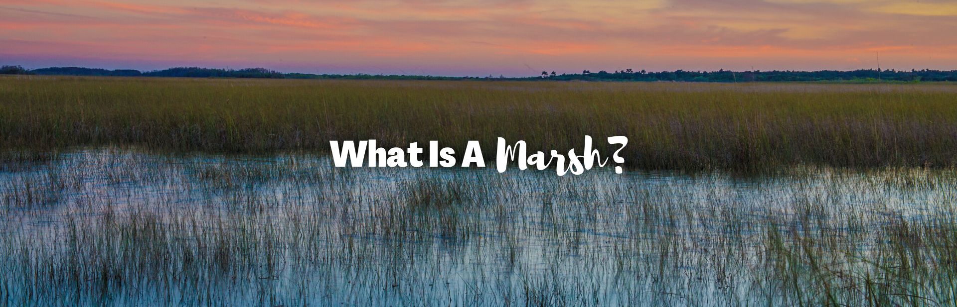What is a Marsh? Wading Through Wetlands