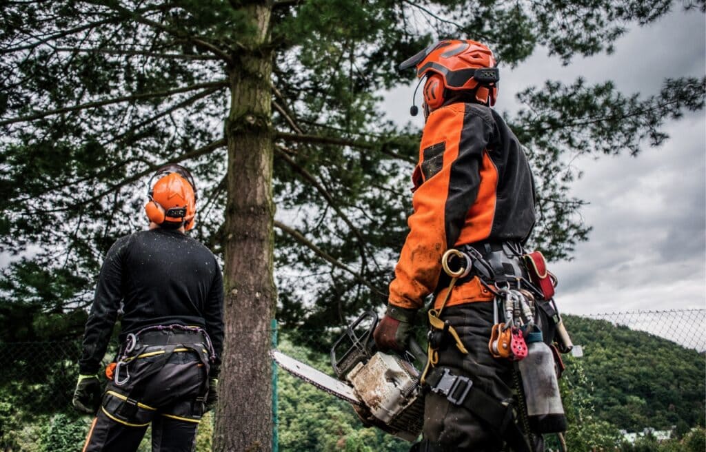 two arborists looking on a tree