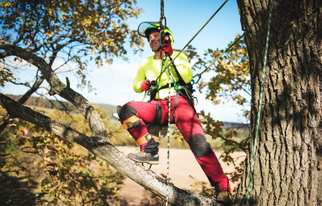 An arborist wearing safety harness up on a tree