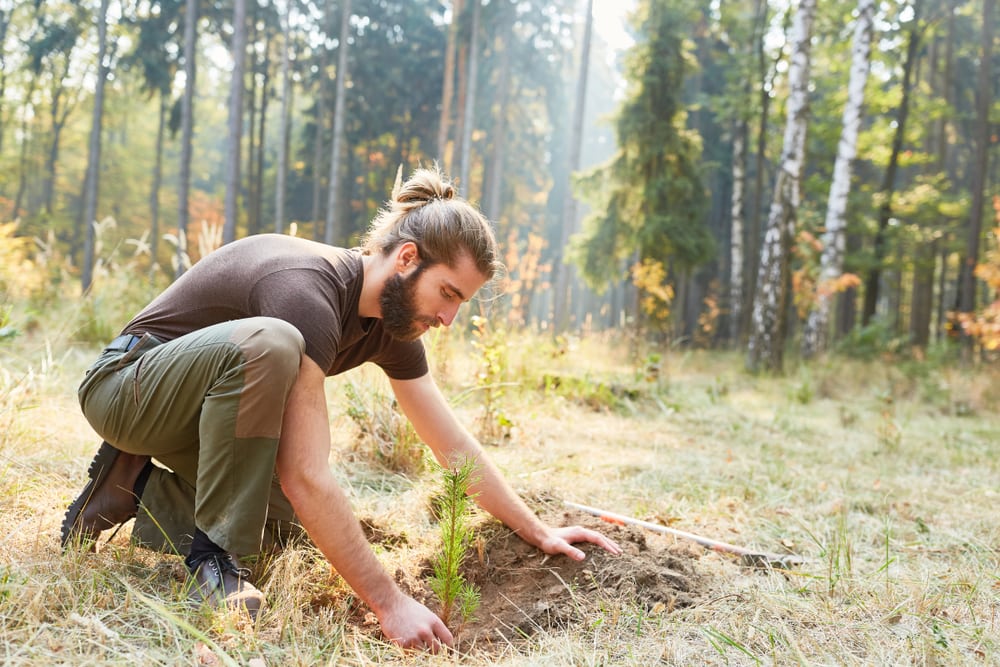 Man planting a pine tree