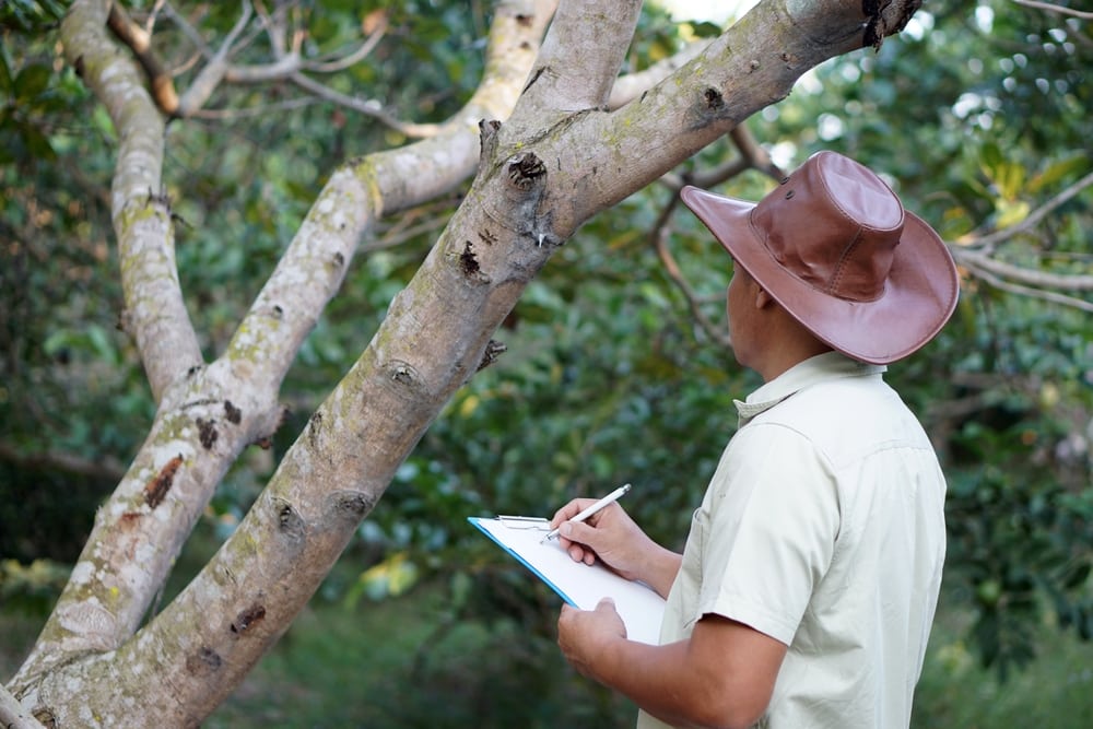 A man inspecting a tree