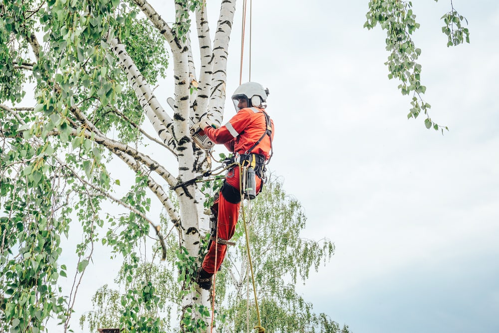 An Arborist climbing up a tree