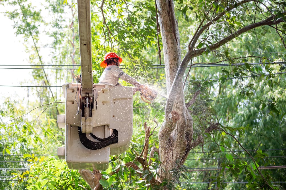 Arborist cutting tree branches near electric cables
