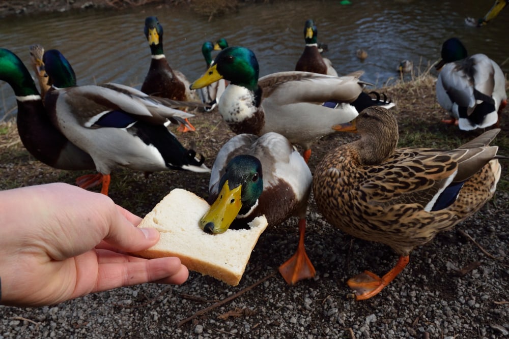 Duck eating bread beside the river