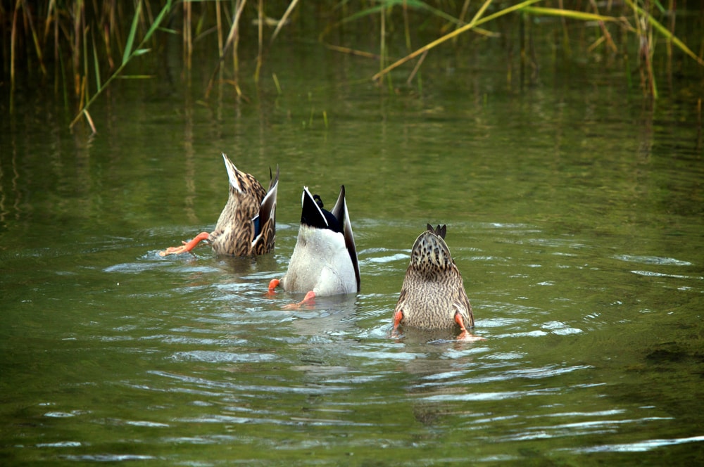 Ducks diving in the swamps