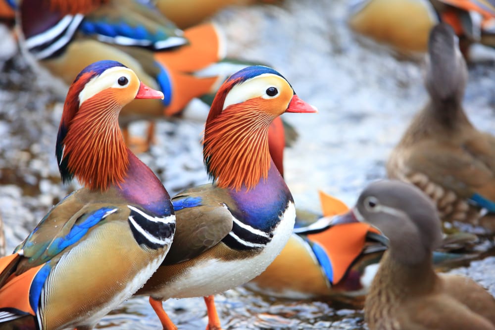 Colorful ducks swimming in the river
