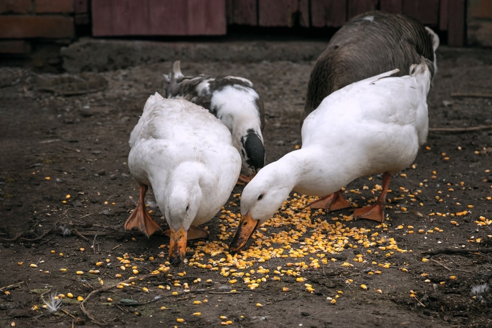 Ducks eating corns outside the house