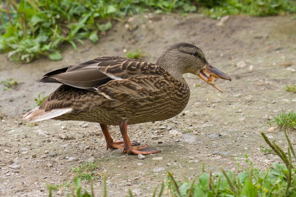 Duck eating a piece of bread picked up on soil