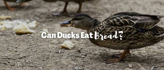 Can ducks eat bread featured image