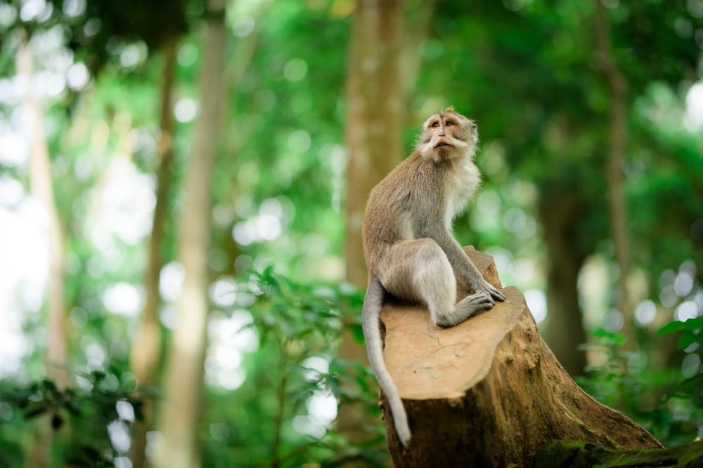 A crab-eating macaque on a tree