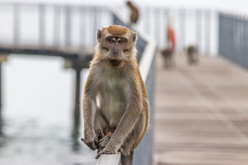 A crab-eating macaque on a metal railing