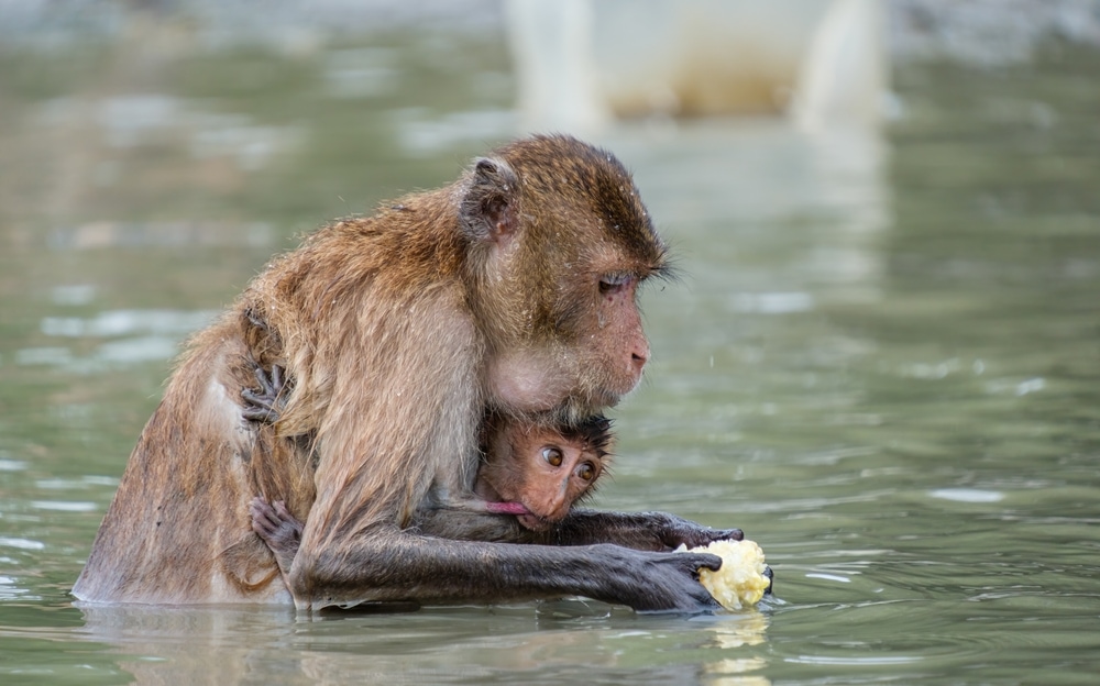 A mother and her bay crab-eating macaque in a mangrove forest