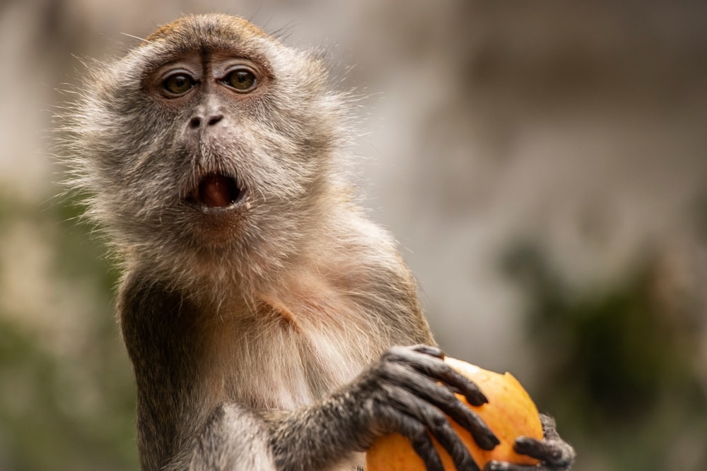 close up of a crab-eating macaque holding a fruit 