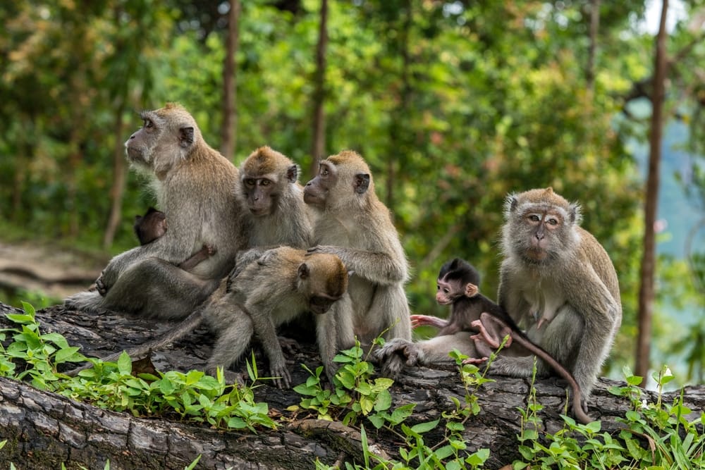 A group of crab-eating macaque on a tree