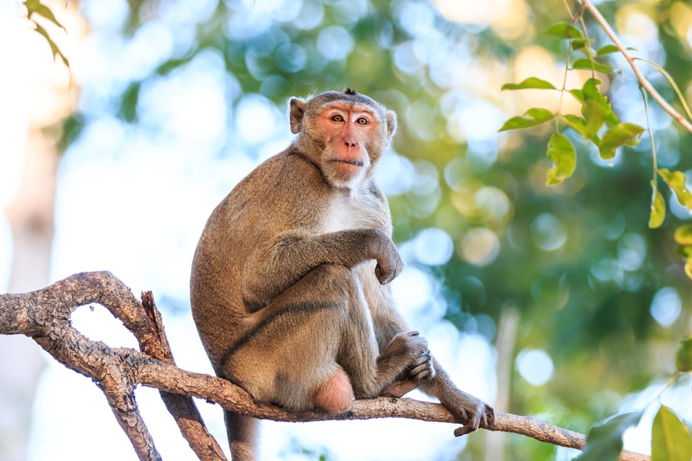 A crab-eating macaque on a tree in  Thailand