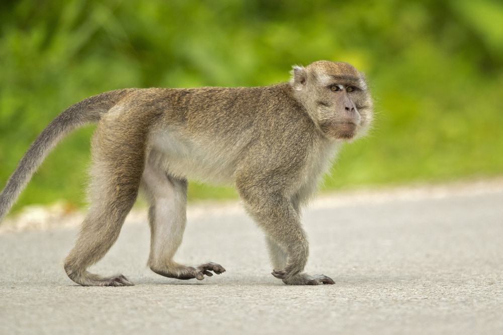 A crab-eating macaque standing on 4 legs 